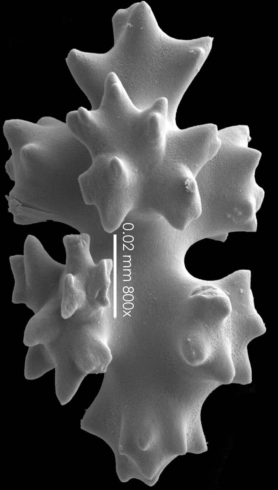 Image of Angelskin Coral