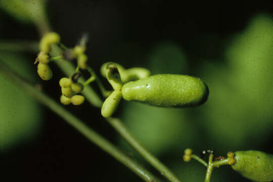 Image of Abuta imene (C. Martius) Eichler