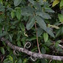 Image of Machaerium quinata var. parviflorum (Benth.) Rudd
