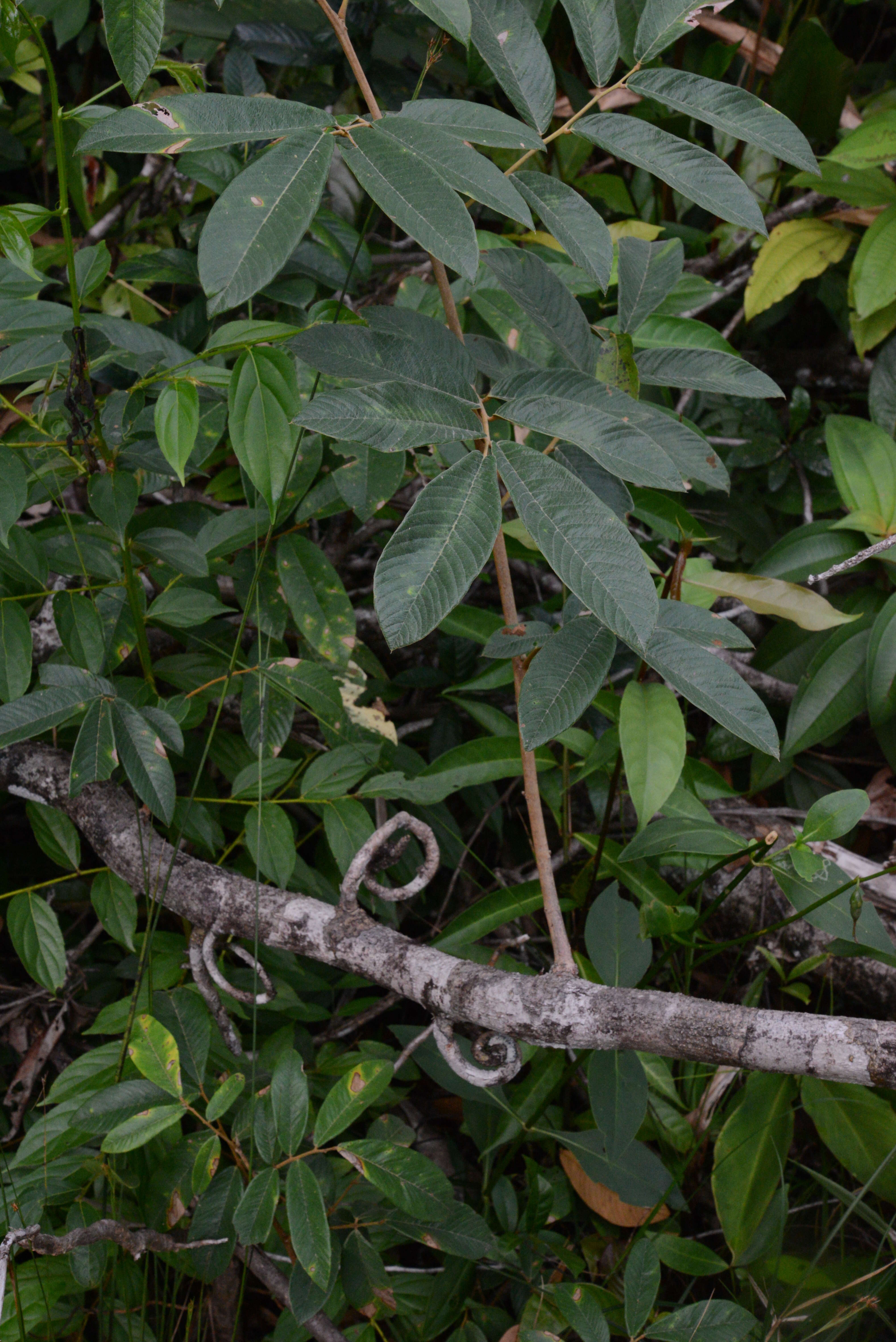 Machaerium quinata var. parviflorum (Benth.) Rudd的圖片