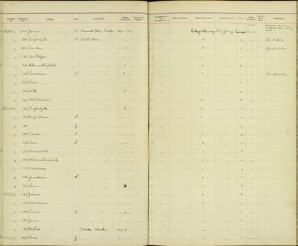 Empidonax difficilis Baird & SF 1858的圖片