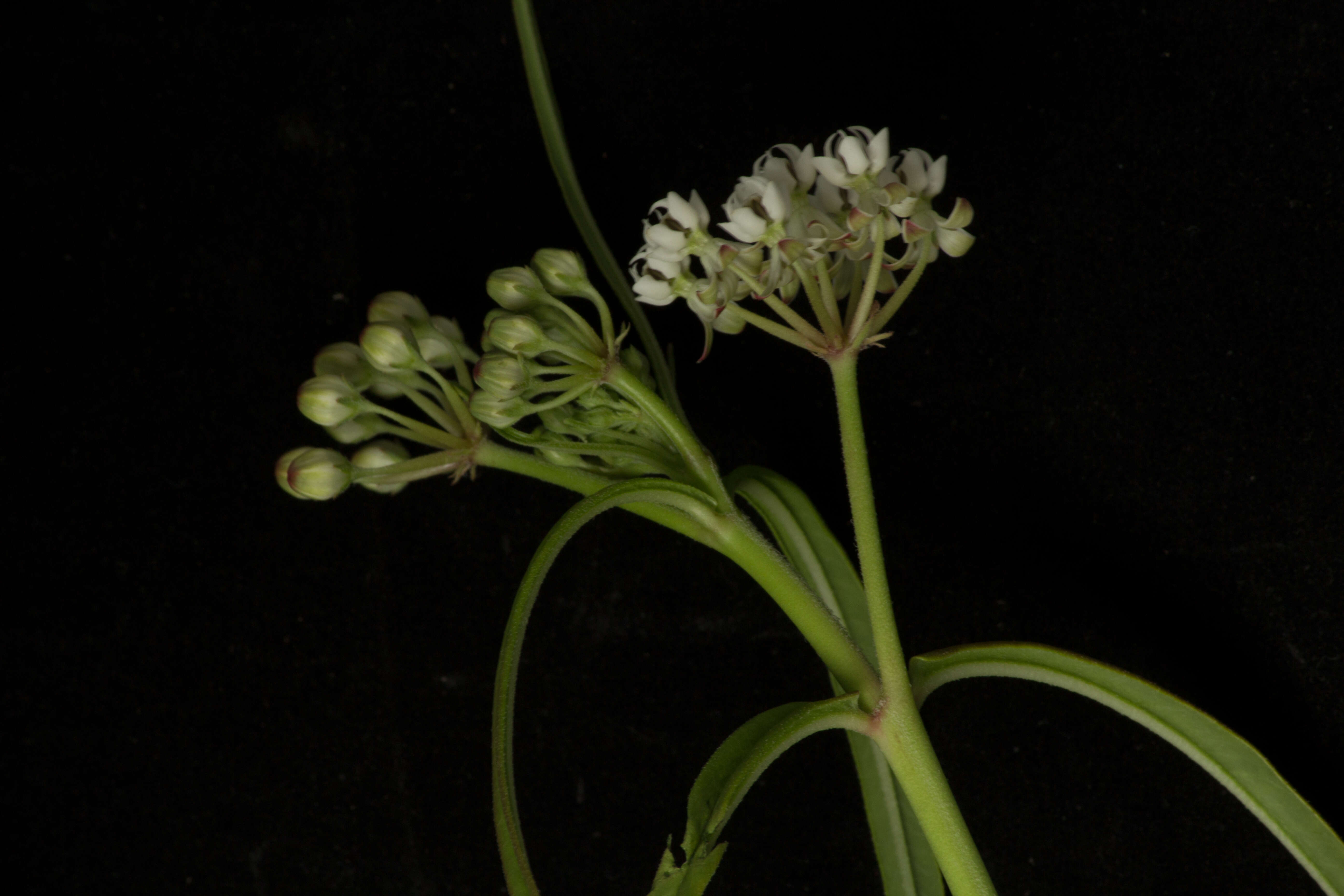 Plancia ëd Asclepias woodsoniana Standl. & Steyerm.