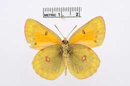 Image of Colias regia Grum-Grshimailo 1887