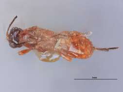 Image of Ecphylus californicus Rohwer 1913