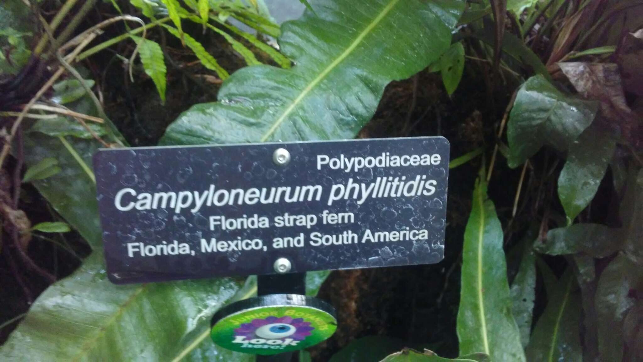 Campyloneurum phyllitidis (L.) C. Presl resmi