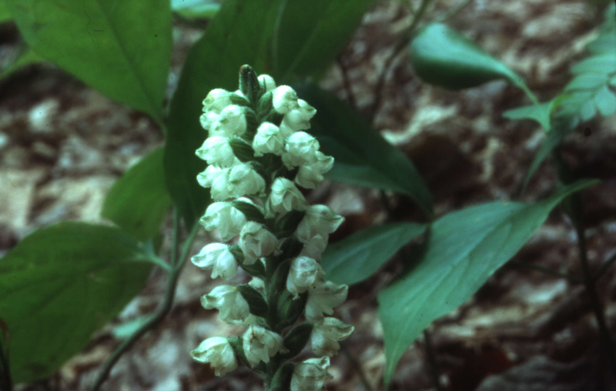 Image of downy rattlesnake plantain