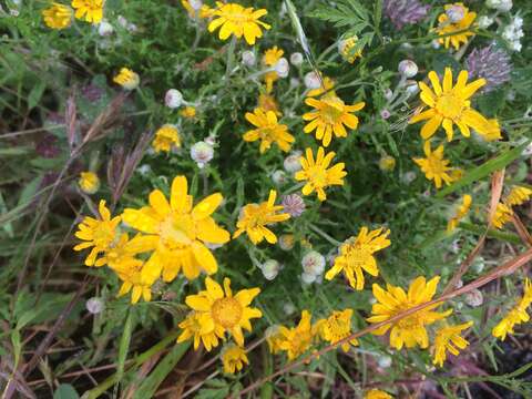 Image de Eriophyllum lanatum (Pursh) Forbes