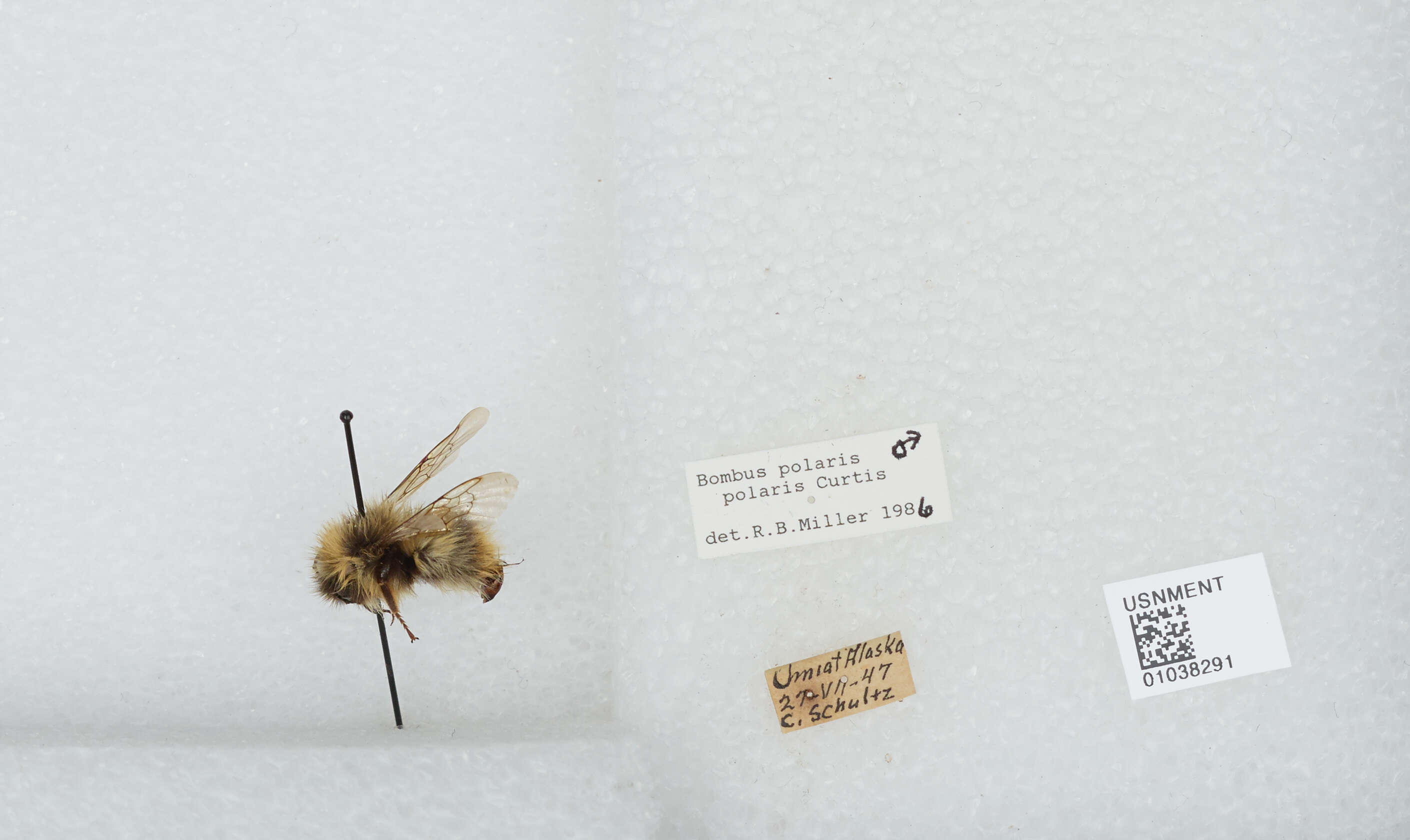 Image of Polar Bumble Bee