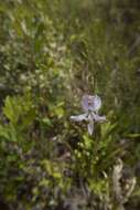 Image of Pale grass-pink