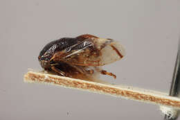 Image of Ophiderma fascipennis Funkhouser