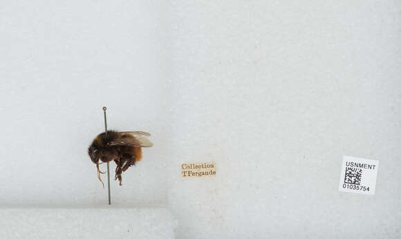 Image of Bombus pomorum (Panzer 1805)