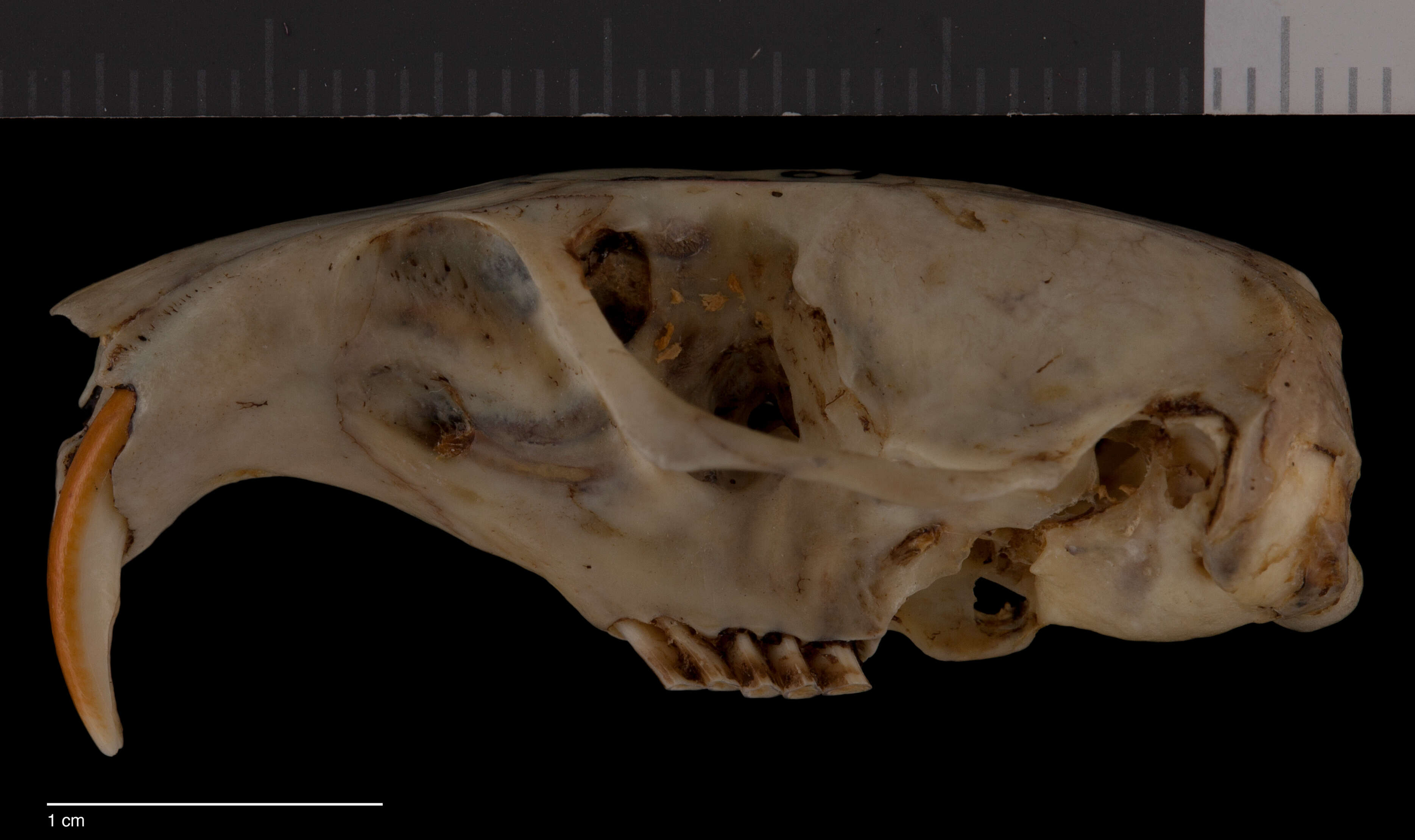 Image of Thomomys umbrinus madrensis Nelson & Goldman 1934