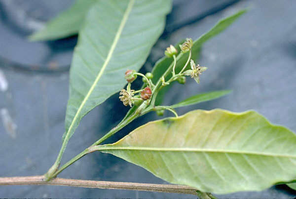 Слика од Dodonaea viscosa (L.) Jacq.