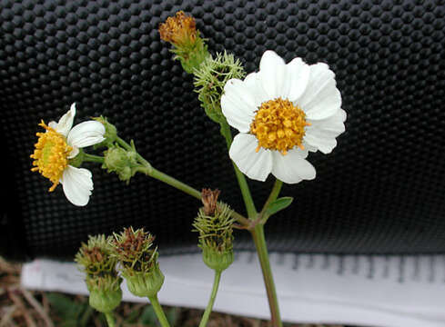 Plancia ëd Bidens alba var. radiata (Sch. Bip.) Ballard