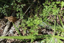 Chaerophyllum tainturieri Hook. & Arn. resmi