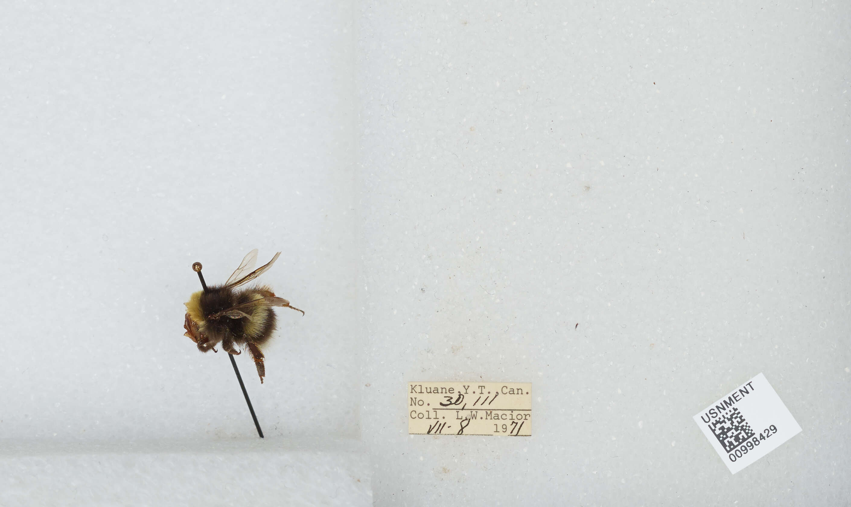 Image of White-tailed bumblebee