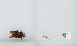 Image of Sonoran Bumble Bee