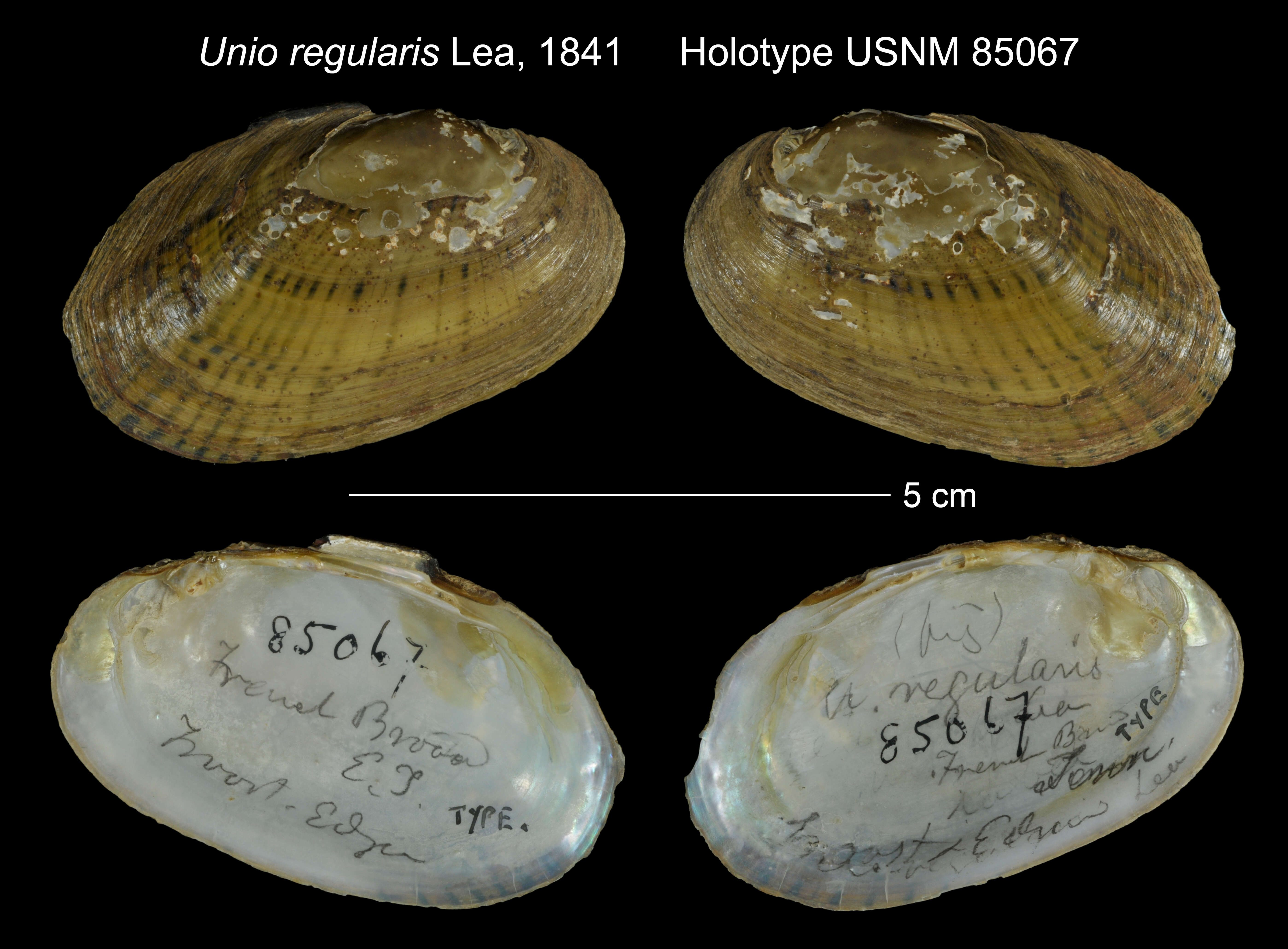 Imagem de Unio regularis I. Lea 1841