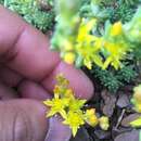 Image of Sedum urvillei DC.