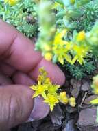 Sedum urvillei DC. resmi