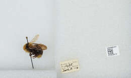 Image de Bombus insularis (Smith 1861)