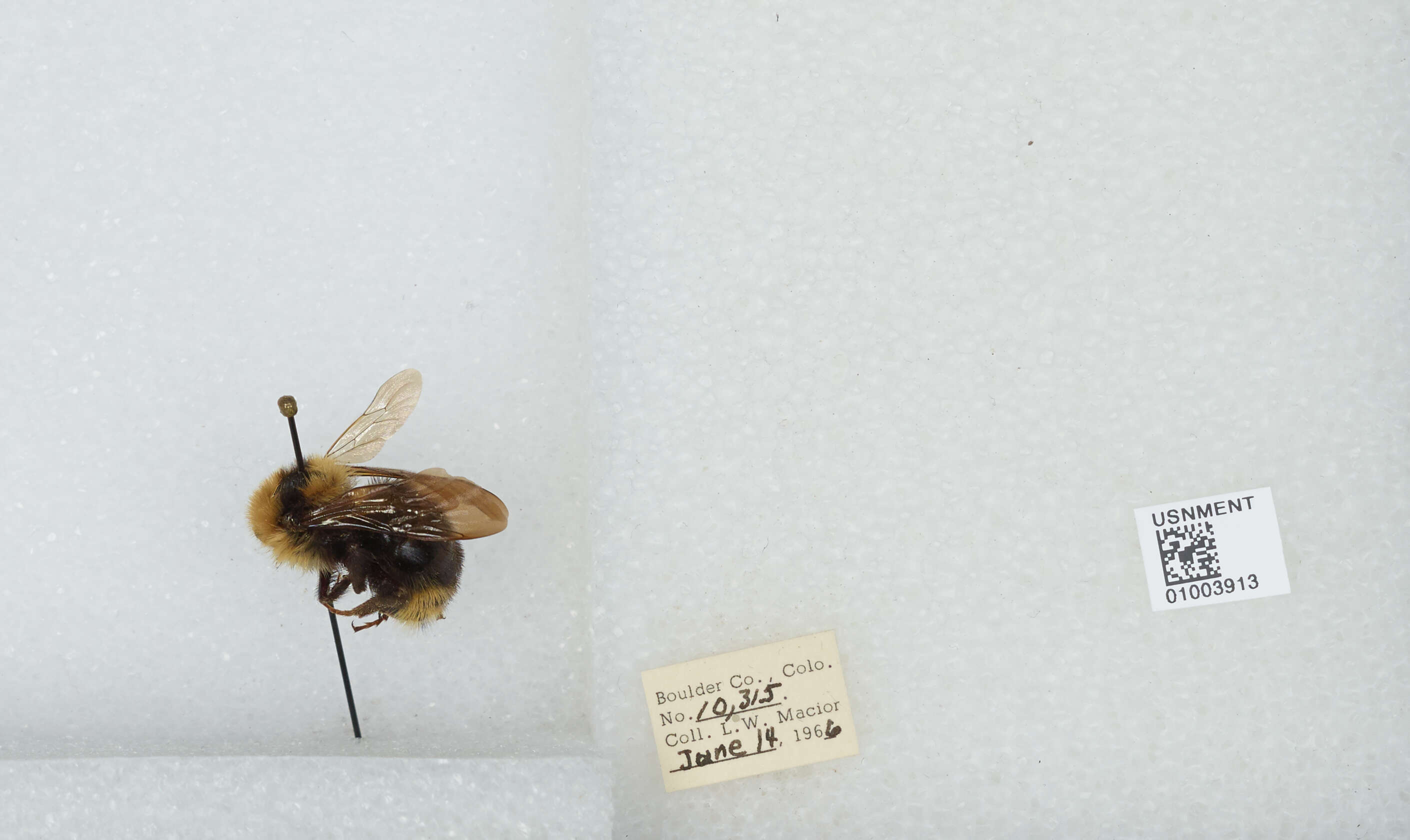 Image de Bombus insularis (Smith 1861)