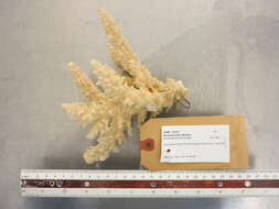 Image of Christmas Coral