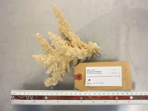 Image of Christmas Coral