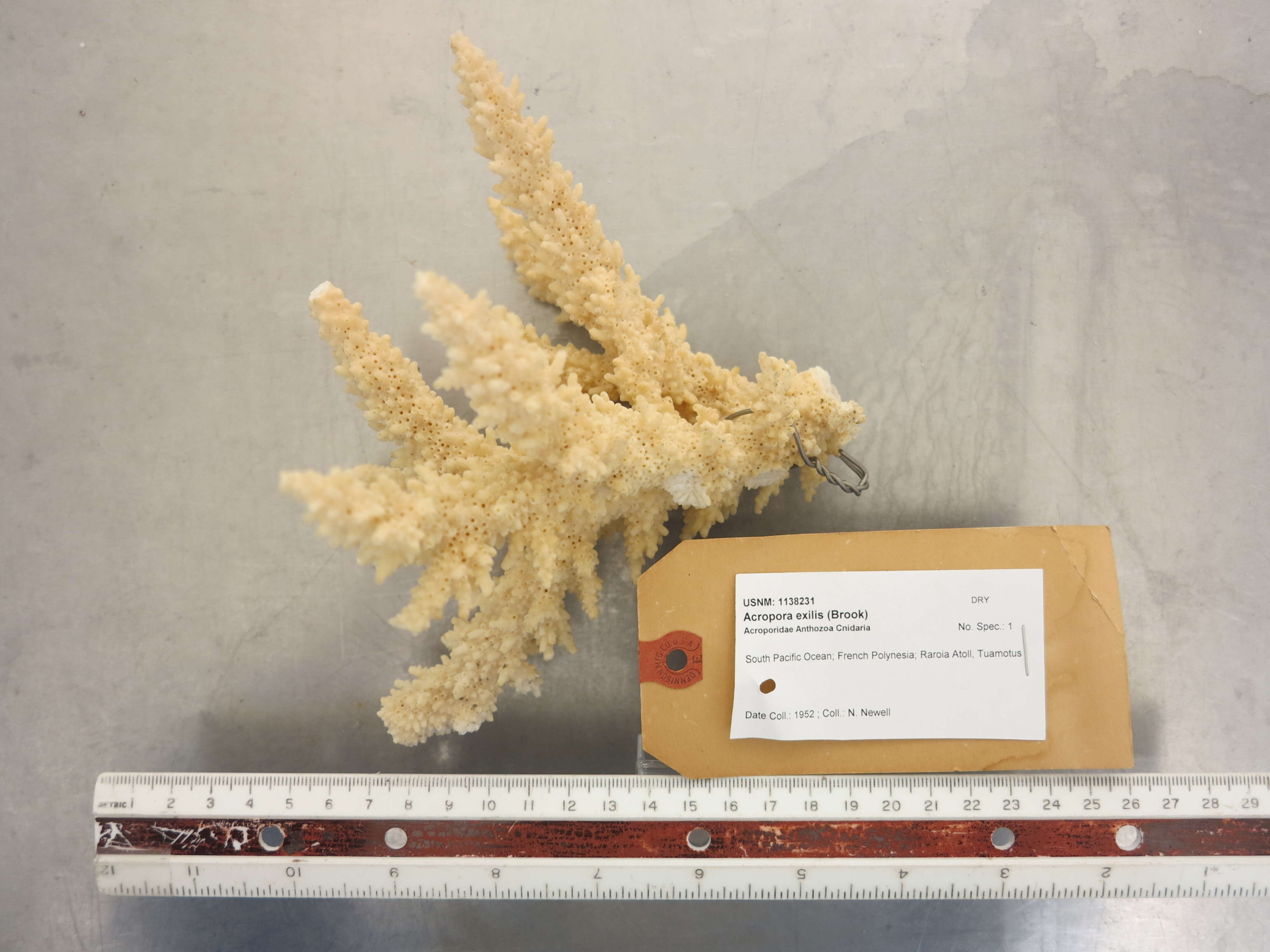 Image of Christmas Coral