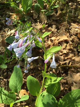 Image of Virginia Bluebell