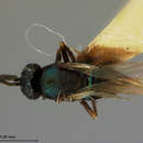 صورة Epiencyrtus thyreodontis (Ashmead 1898)