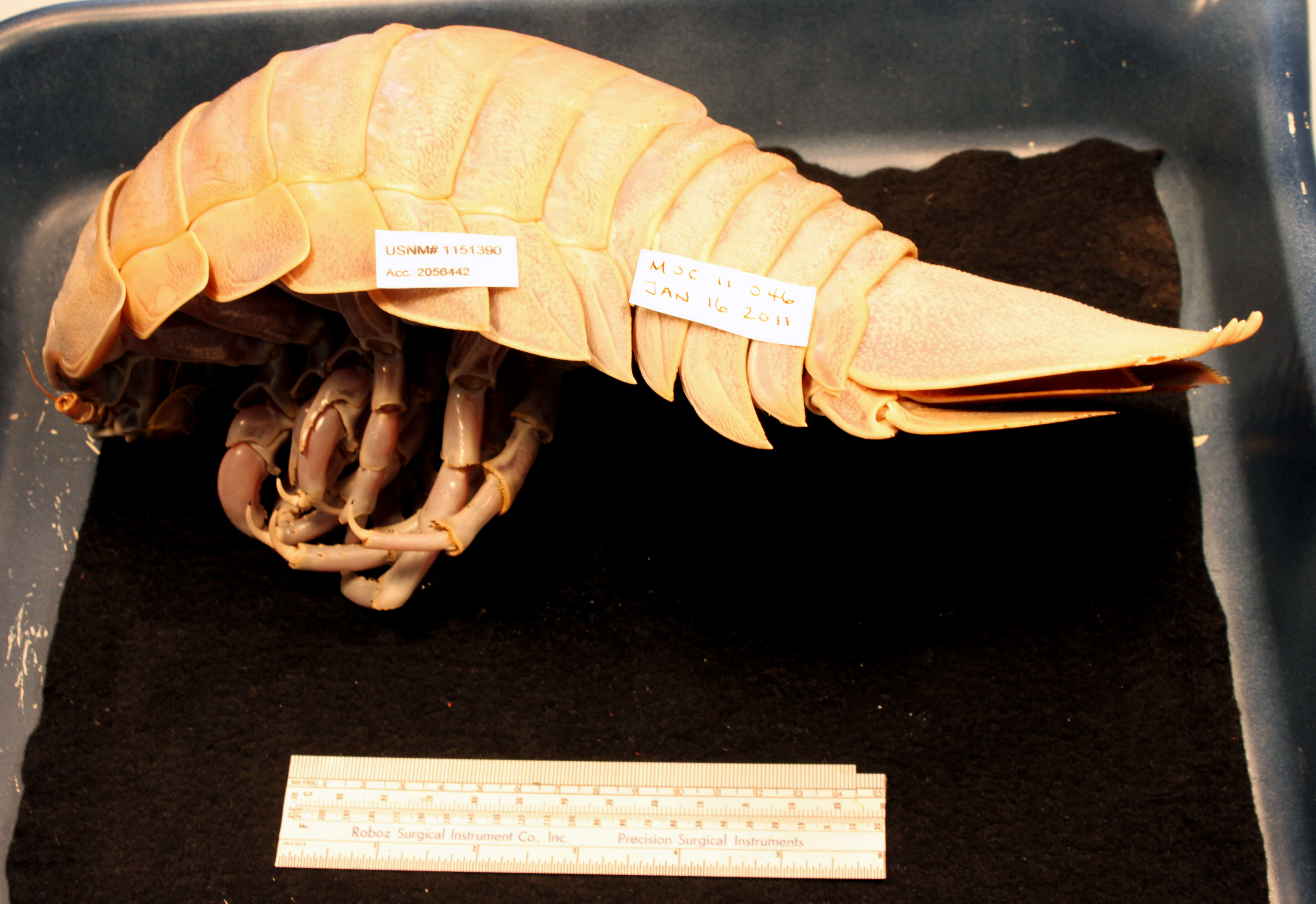 Image of Giant Isopods