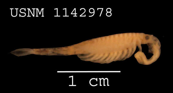 Image of Streptocephalus dorothae Mackin 1942