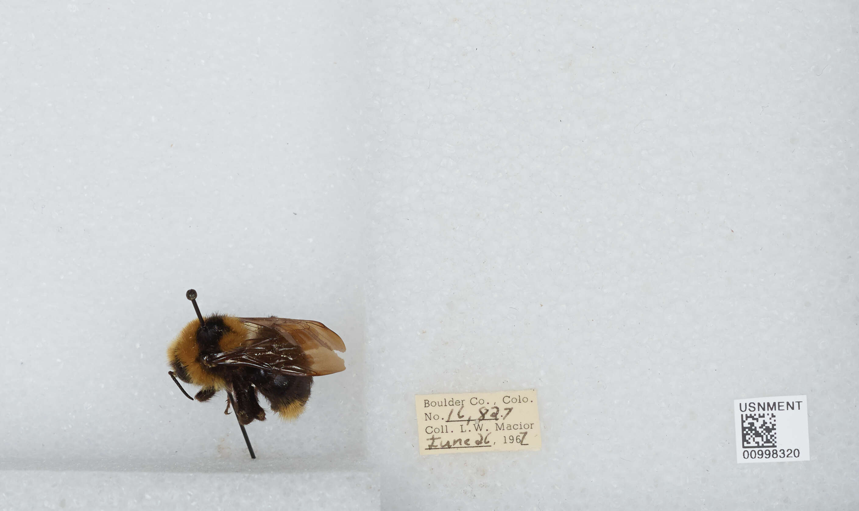 Image de Bombus insularis (Smith 1861)