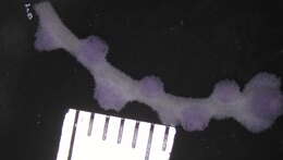 Image of Plexauridae