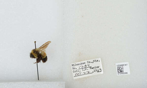 Слика од Bombus affinis Cresson 1864