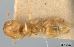 Image de Pheidole terresi Wheeler & Mann 1914