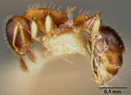 Image of Leptothorax pleuriticus Kempf 1959