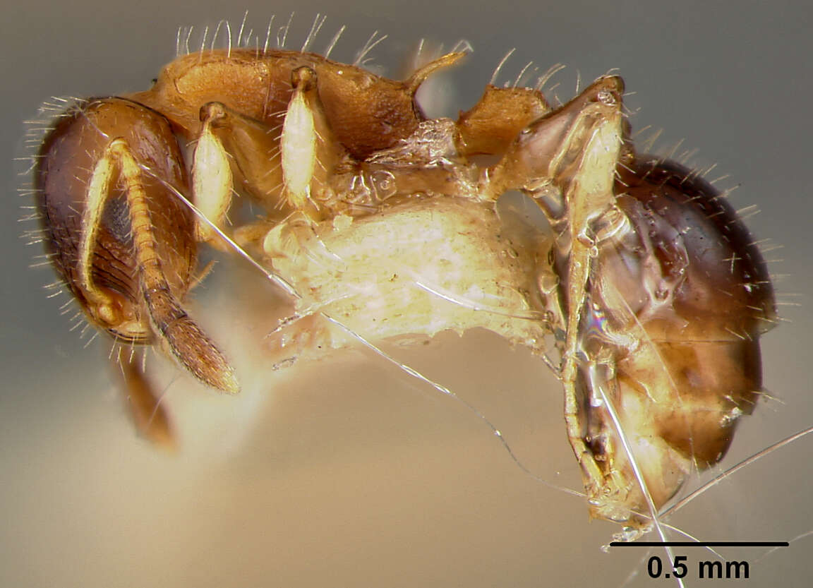 Image of Leptothorax pleuriticus Kempf 1959