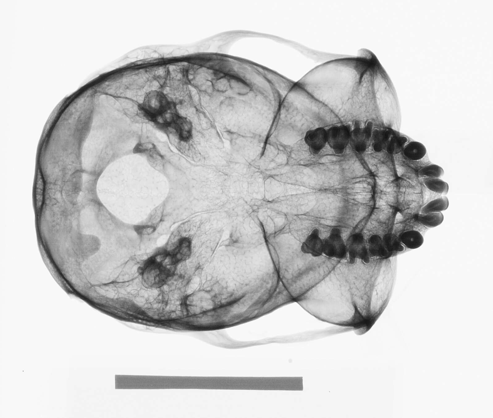 Image of Presbytis rubicunda rubida (Lyon 1911)