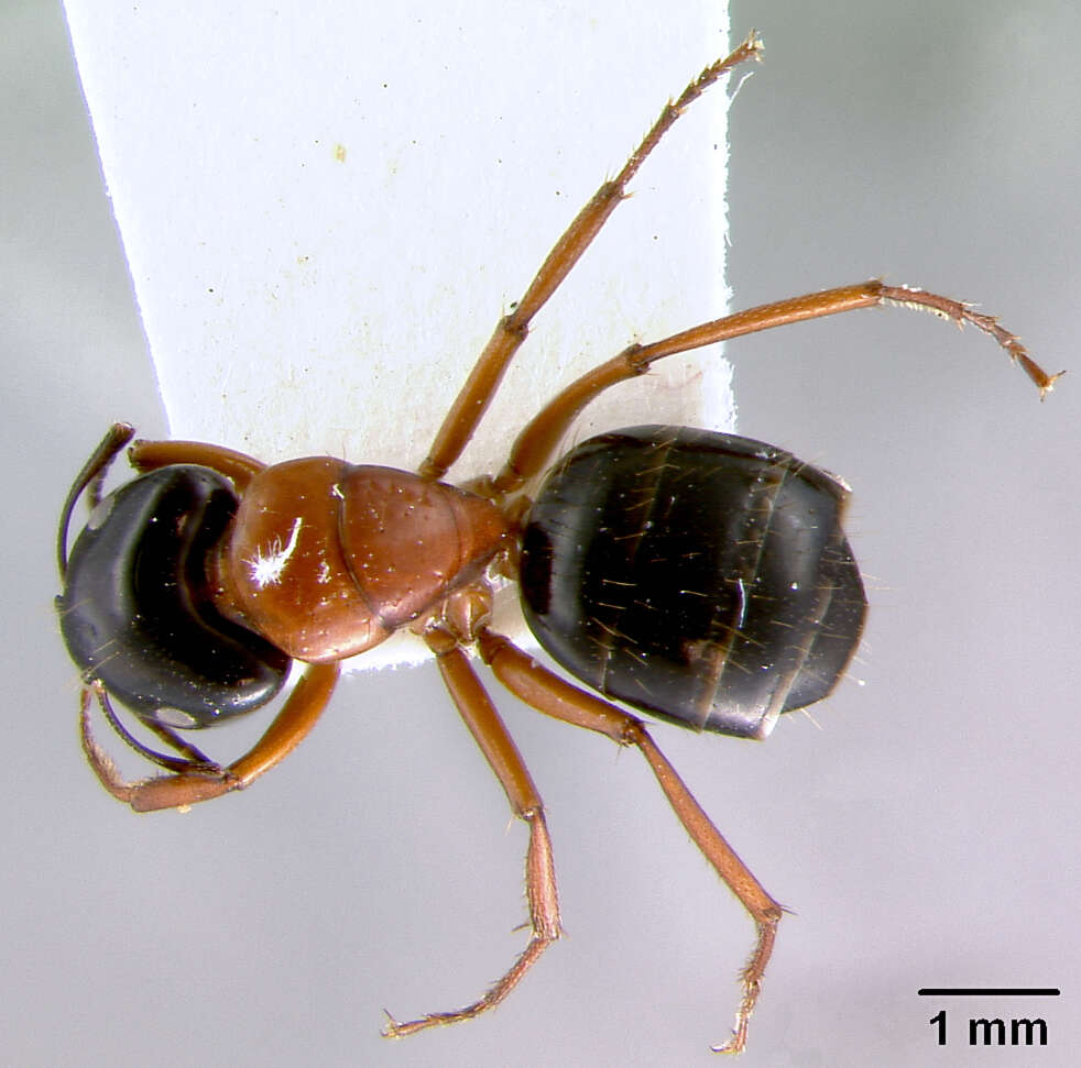 صورة Camponotus armstrongi McAreavey 1949