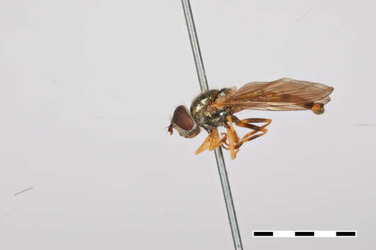 Image of Platycheirus scambus (Staeger 1843)