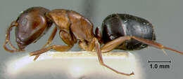 Plancia ëd Camponotus caryae (Fitch 1855)