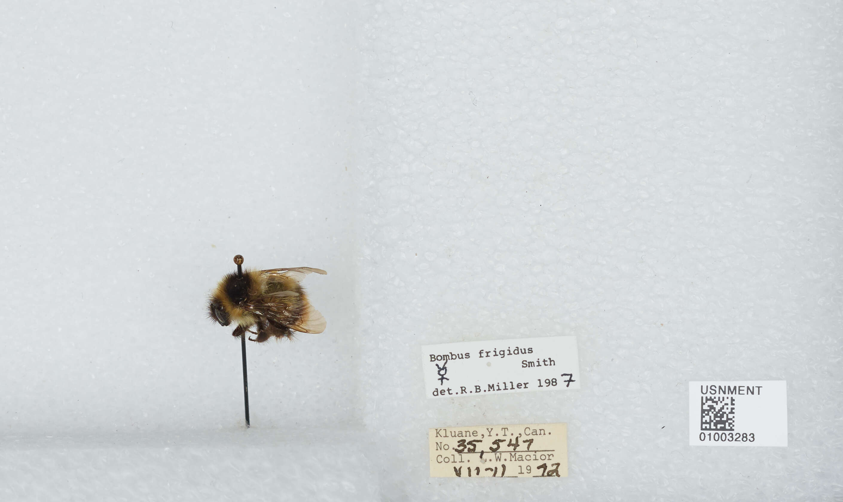 Image of Frigid Bumble Bee