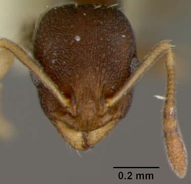 Image of Leptothorax ixili Baroni Urbani 1978