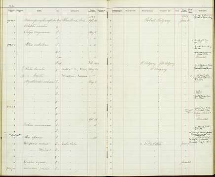 Plancia ëd Calliphlox bryantae (Lawrence 1867)