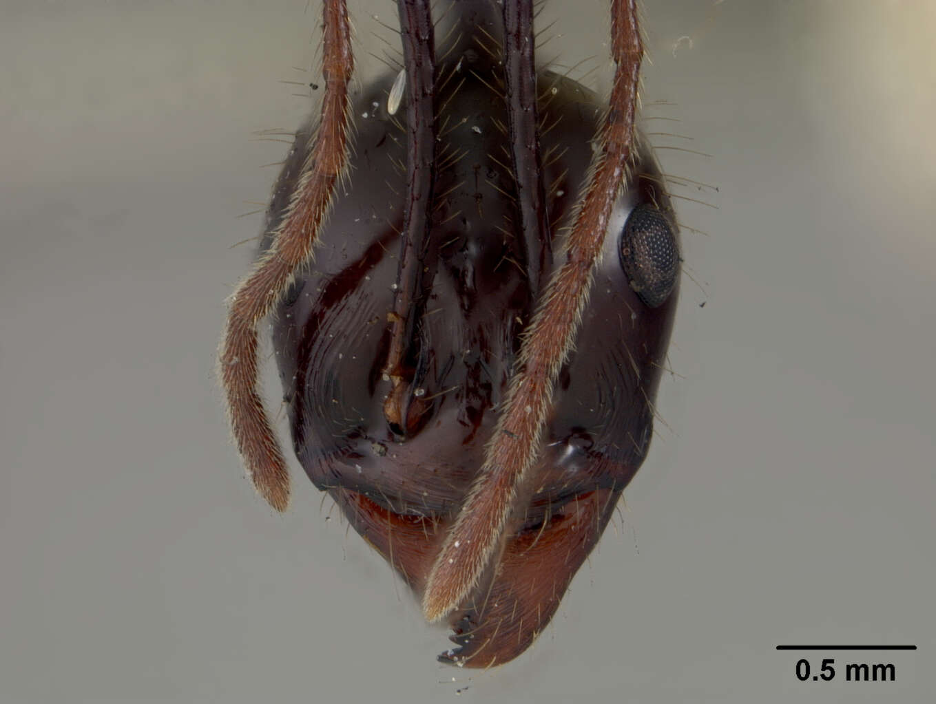 Image of Aphaenogaster quadrispina Emery 1911