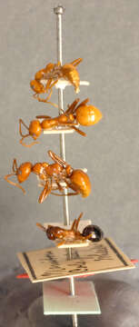 Image of Slave-making ant