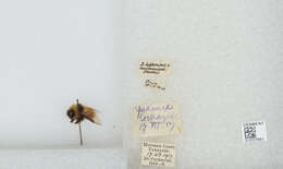 Слика од Bombus lapponicus (Fabricius 1793)