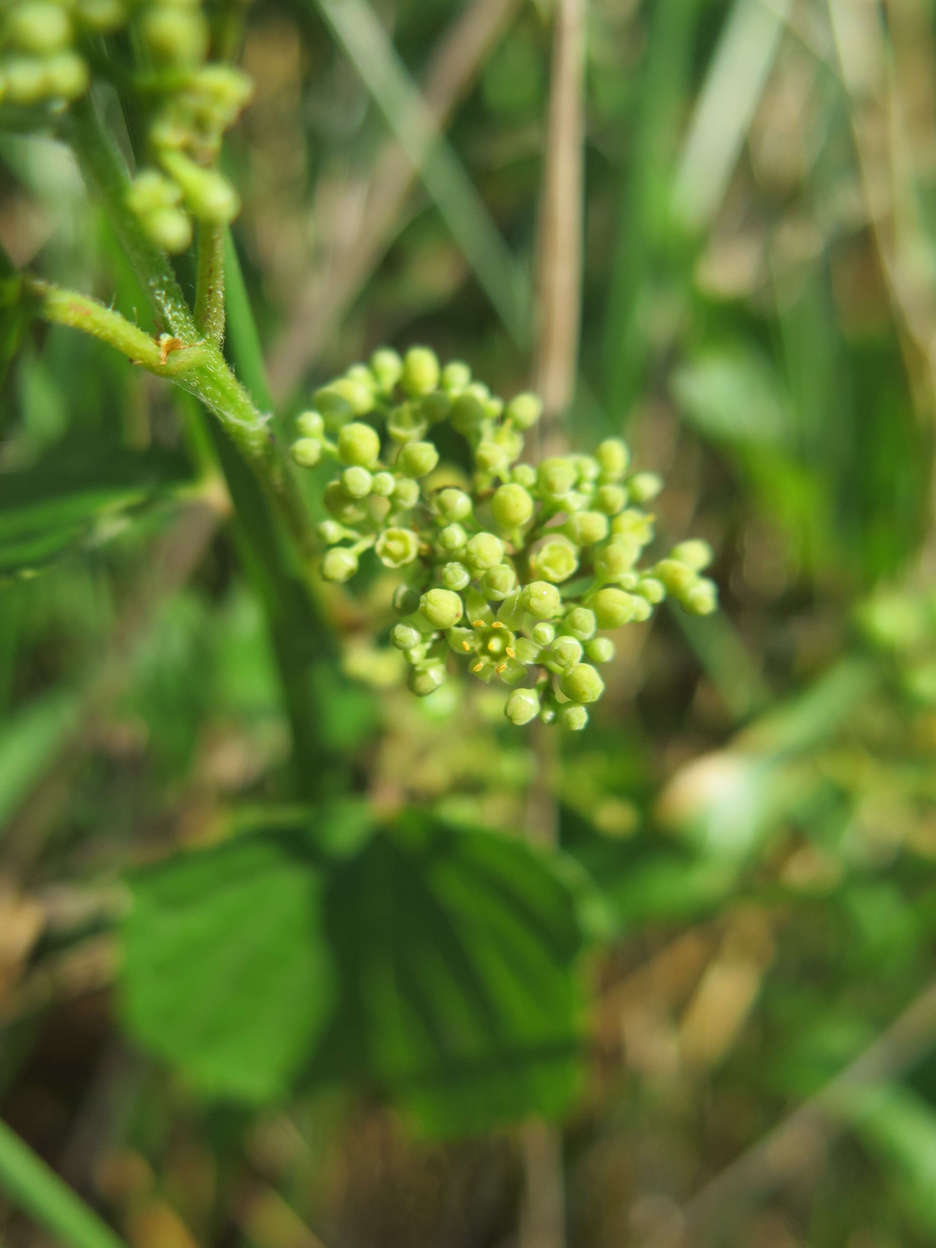 Image of Amur peppervine